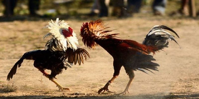 Kinh Nghiệm Đá Gà Online Siêu Hay Từ Các Bậc Tiền Bối Chuẩn 3 Các chú ý cần thiết cần bỏ túi khi cược đối kháng online